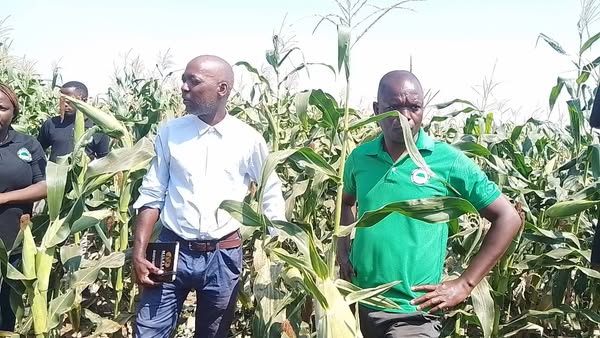 Cover image for Farmers in Nkhotakota hail NEEF Micro-Irrigation Farm Input Loans